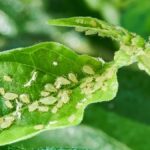 Soda bikarbona na mšicích: jedna věc kterou nikdy nekupují zahradníci