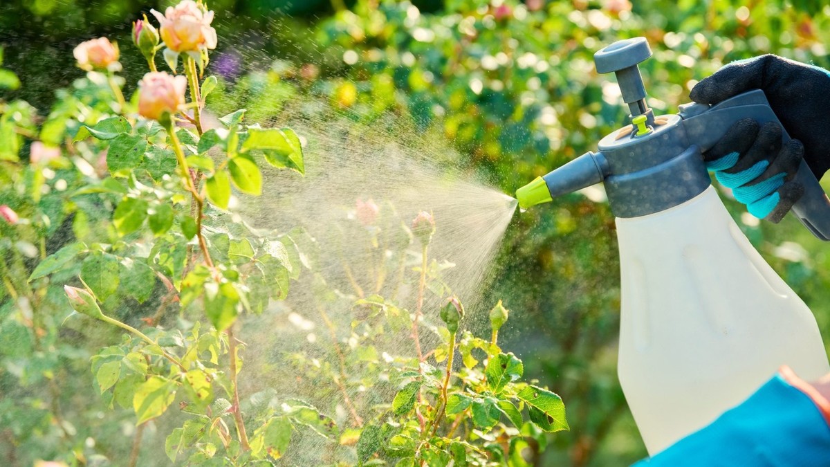 Soda do prášku na listu rajčete? Jak odstranit plíseň za 48 hodin - image 2