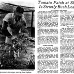 Staré noviny pod rajčaty? Zahradníci znají trik proti plísni