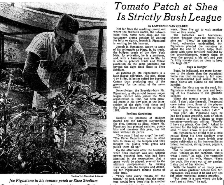 Staré noviny pod rajčaty? Zahradníci znají trik proti plísni