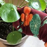 Staré ponožky jako zavlažovače: genialita kterou vám prodavači v sadovnictví neporadí