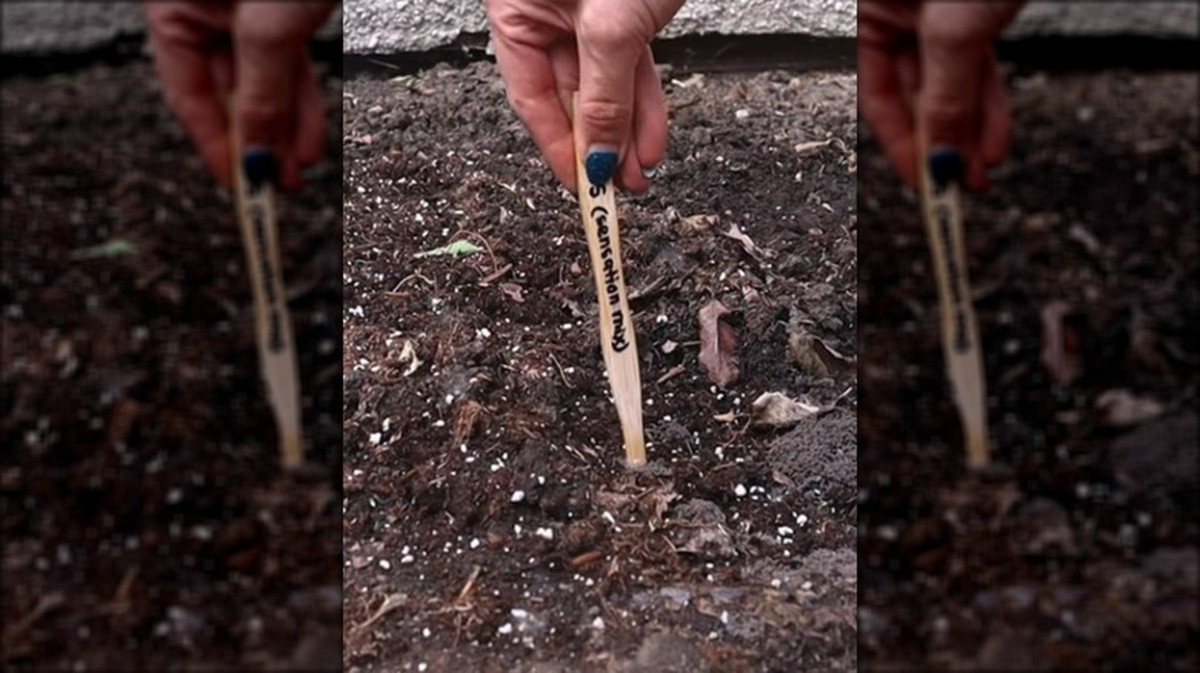 Staré zubní kartáčky v truhlíku: genialní pomůcka pro odseparování sazenic