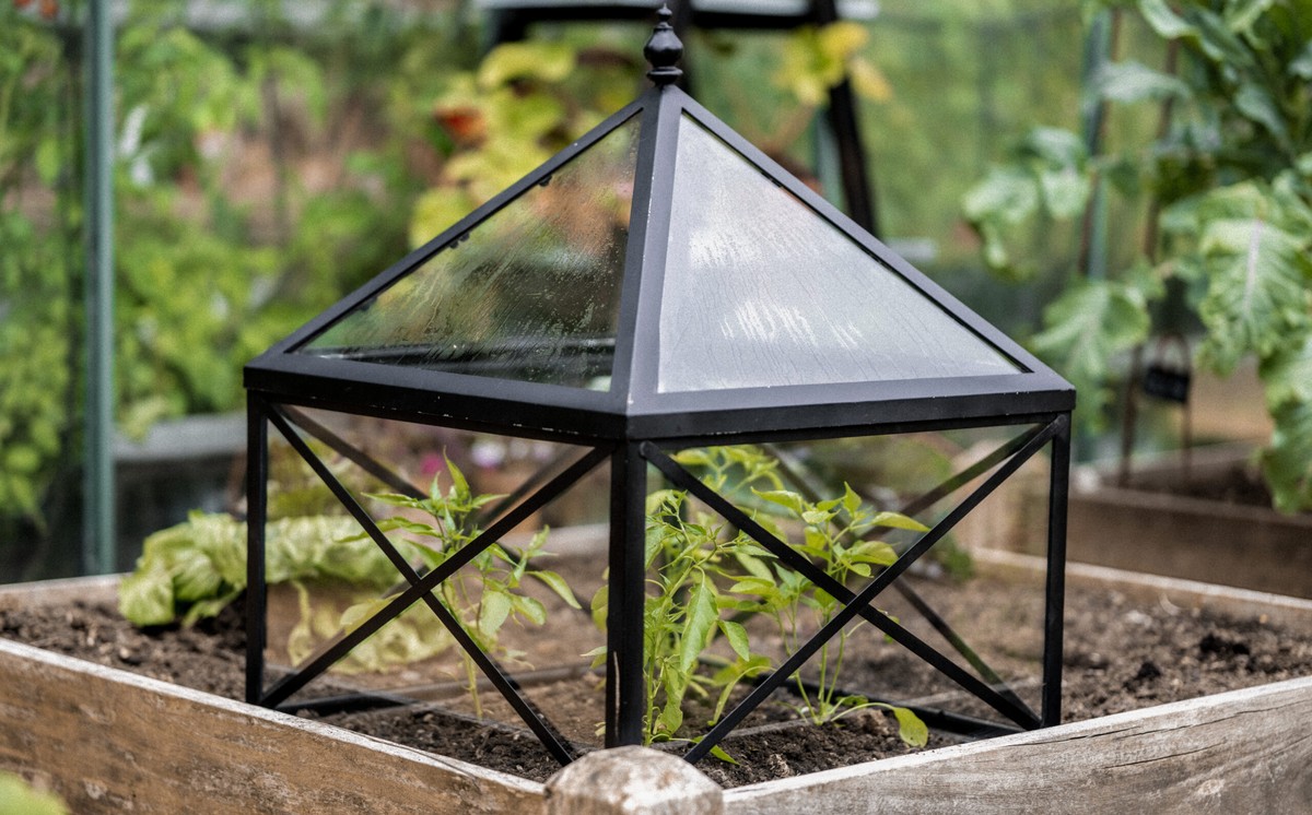 Starý šálek a papír: jak vytvořit jednoduchý skleník za pár korun - image 1