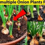 Sůl a cibule: kombinace, kterou květináči ve Francii střeží jako tajemství