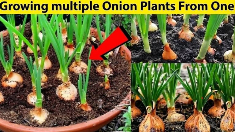 Sůl a cibule: kombinace, kterou květináči ve Francii střeží jako tajemství