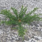 Sůl v půdě: trik který brání plísním a věnoucím se rostlinám