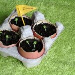 Vaječné skořápky rozpojeté do půdy – přirozený vápník pro rajčata