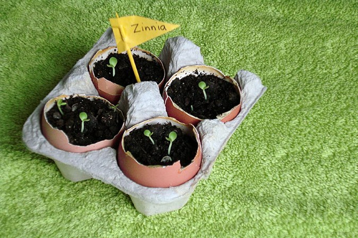 Vaječné skořápky rozpojeté do půdy – přirozený vápník pro rajčata