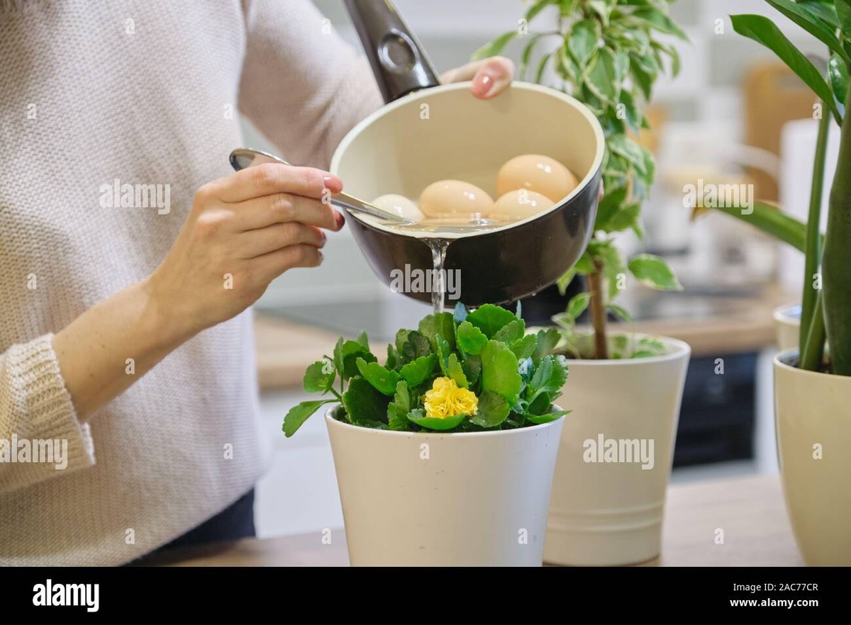 Vejce rozpuštěné ve vodě: Nejlevnější přírodní hnojivo na trhu - image 1
