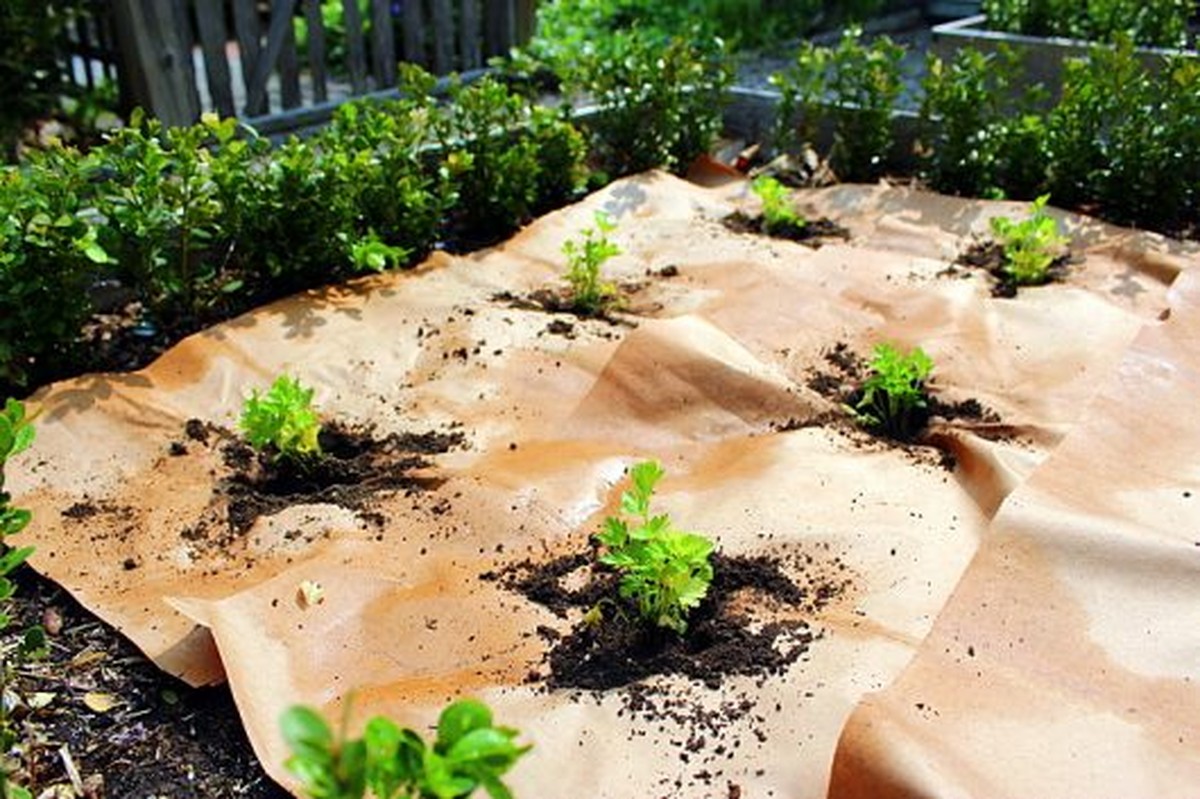 Vlhké noviny pod mulčem? Zahrádkáři vědí, co si tím pronajímají - image 1