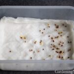 Vlhký papírový ručník v květináči: Proč střídavě zavlažujete lépe