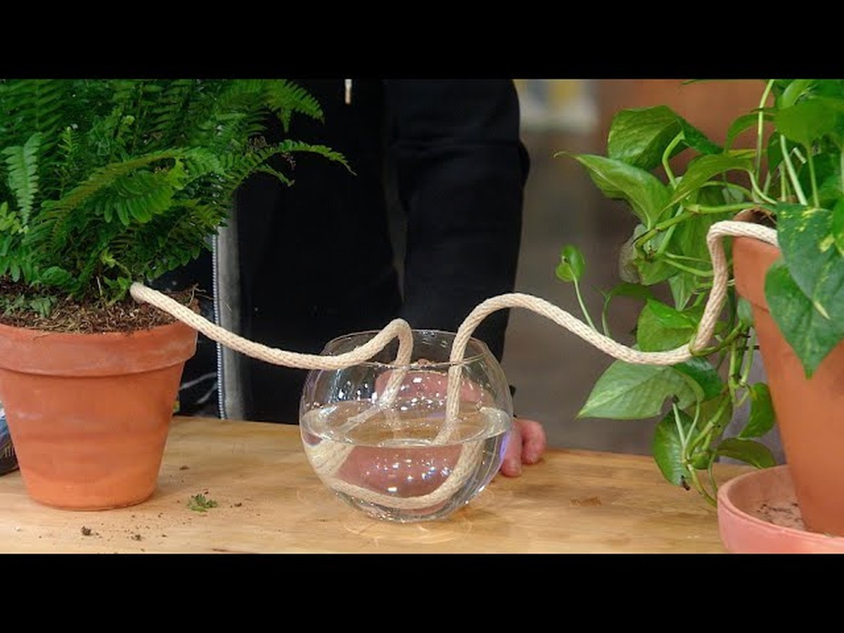 Vlhký papírový ručník v květináči: Proč střídavě zavlažujete lépe - image 2