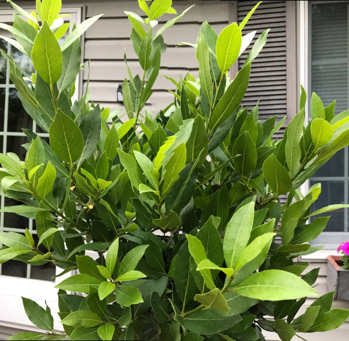 Vložte bobkový list do semínek zeleniny: starobylý trik proti škůdcům