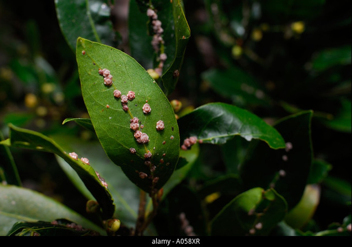 Vložte bobkový list do mouky: 100letý trik proti škůdcům v záhradě - image 1