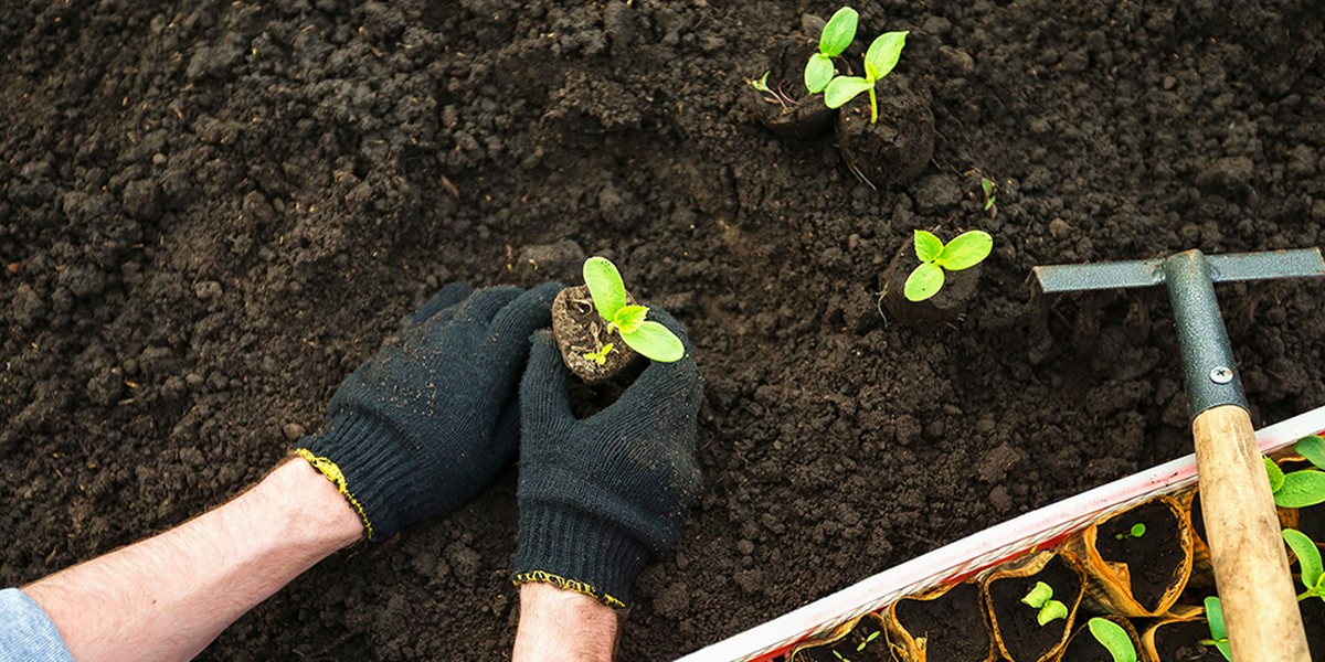 Zahradníci mají tajný trik: tento týden sázejí jen v určitou dobu - image 1