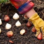 Zahradníci odhalují: jednu chybu děláte při sázení cibule každý rok