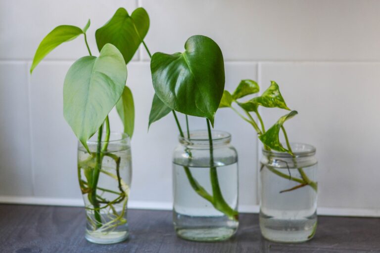 Zahradníci prozrazují: Právě teď je ideální čas na rozmnožování