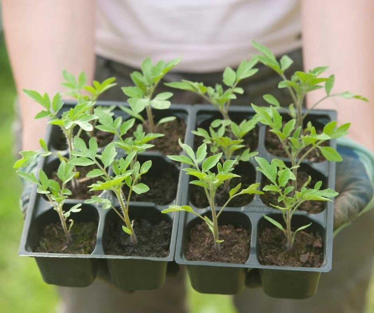 Zahradníci prozradili: Tato tři semena nikdy neměňte v březnu - image 1
