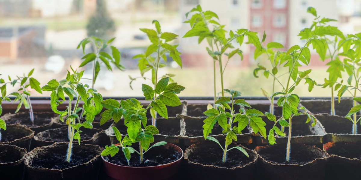Zahradníci prozradili: kdy přesně sázet rajčata, aby měla maximální úrodu - image 2