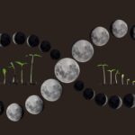 Zahradníci tají zlaté pravidlo – kdy přesazovat rostliny podle měsíce