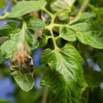 Zahradníci varují: tyto rostliny nikdy sázejte vedle sebe