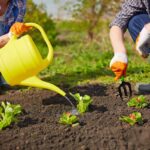 Zahradníci varují: nikdy nepolévejte zeleninu v tuto dobu dne