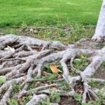 Zahradníci varují: nikdy nesnižujte hladinu půdy kolem kořenů takto