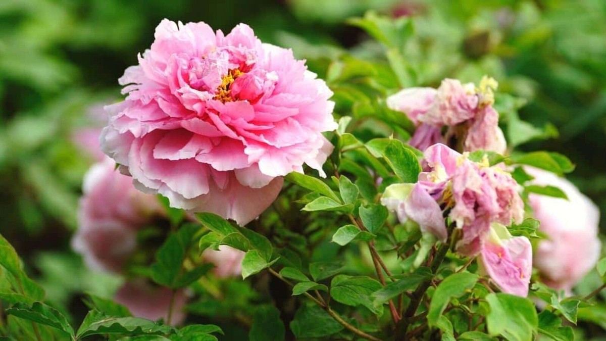 Zahradníci varují: nikdy nesázejte tyto květiny vedle sebe - image 1