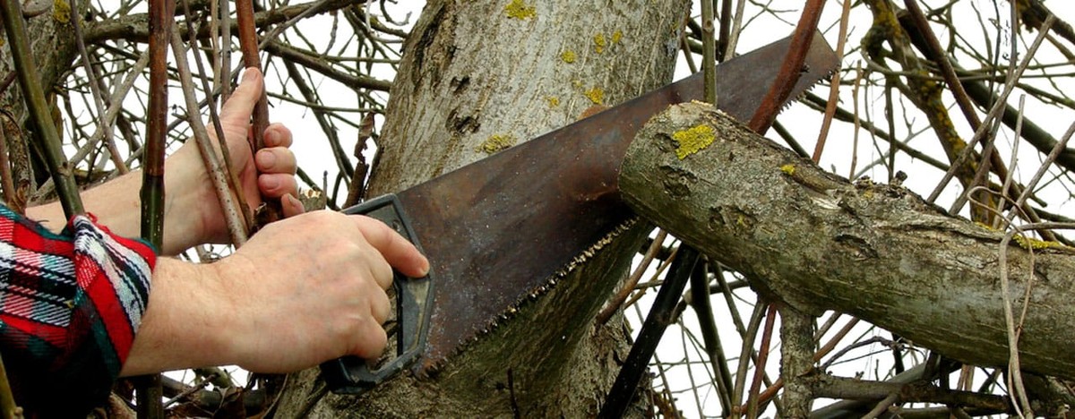 Zahradníci vás prosí: nikdy neřežte stromy v květnu, je to chyba za tisíce korun - image 1