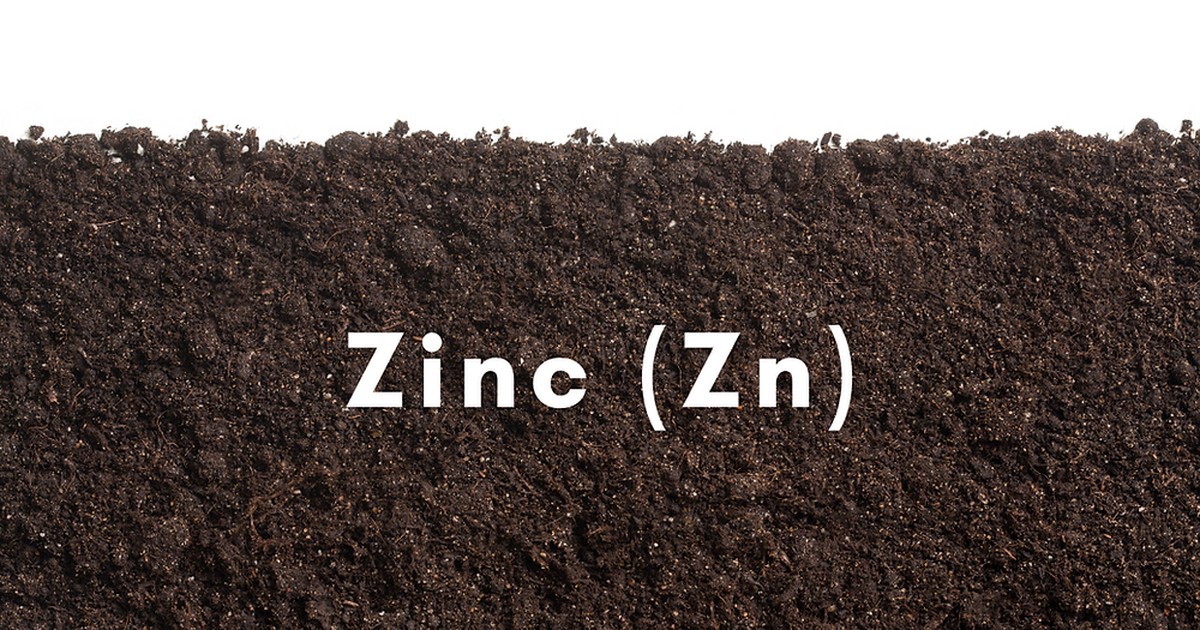 Zemědělci přidávají do půdy tento kov – a výnos se zvedne o třetinu - image 1