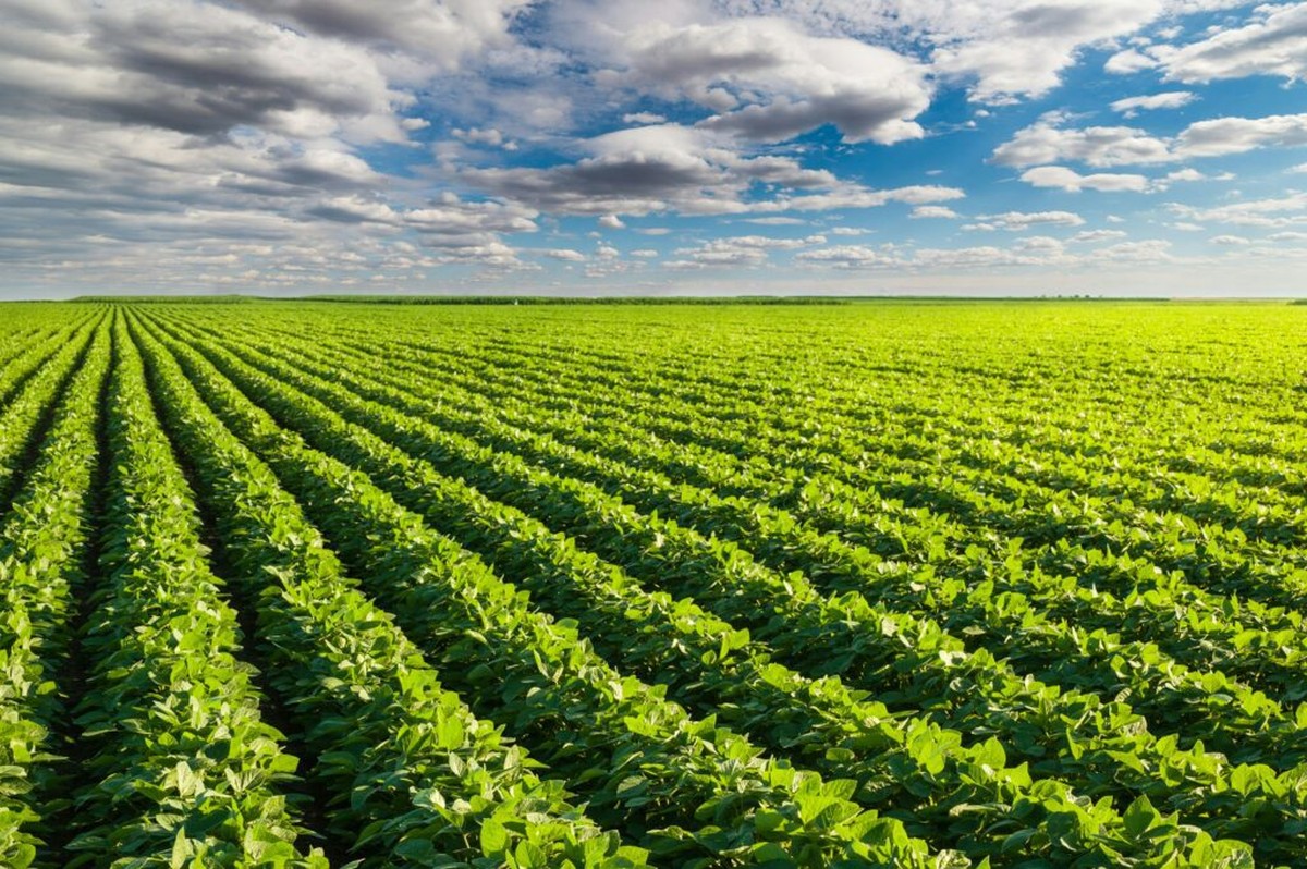Zemědělci přidávají do půdy tento kov – a výnos se zvedne o třetinu - image 2