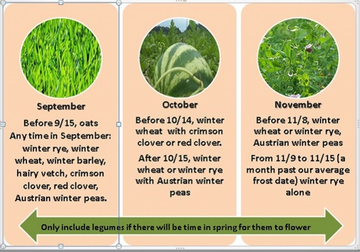 Zkušení pěstitele nikdy nekypřují půdu v tomto období roku - image 2