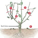 Zkušení zahradníci vám řeknou: nikdy neřežte růže večer