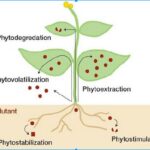 Agronomi odhalují: tato rostlina vysává toxiny z půdy rychleji než filtr