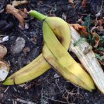 Banánová slupka zakopáná u rajčat? Číňané to dělají už tisíc let