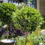 Bobkový list do mouky na zahradu: starobylý trik proti škůdcům, který funguje