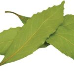 Bobkový list v mouce je 100letá zbraň proti škůdcům v domě