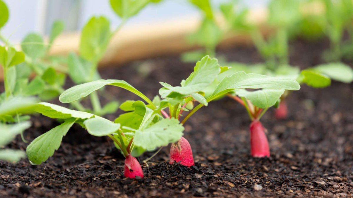 Что садоводы никогда не делают с компостом в апреле - image 2