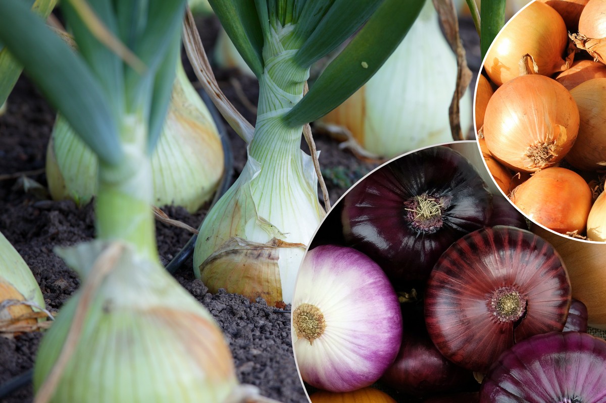 Cibulová slupka na kompostu: tajemství zemědělců na zvýšení urody o 40 % - image 2