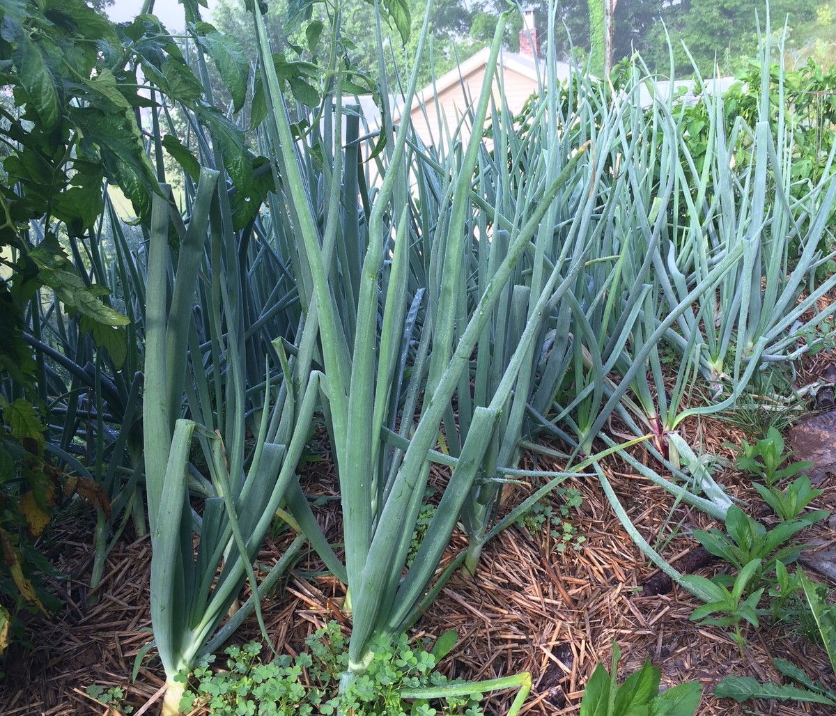 Cibulová slupka v trávě: horticultisté ji zbírají jako zlato - image 1