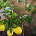 Citrónová šťáva na listy: proč lékaři zahrad ji skrývají