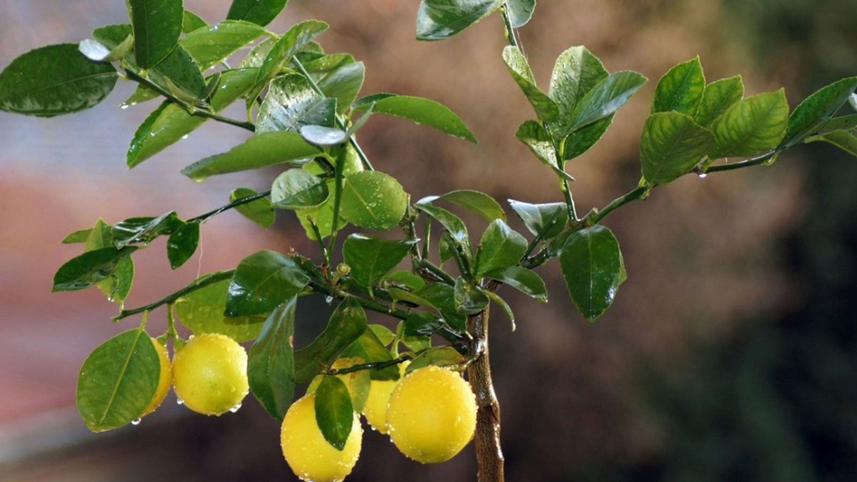 Citrónová šťáva na listy: proč lékaři zahrad ji skrývají