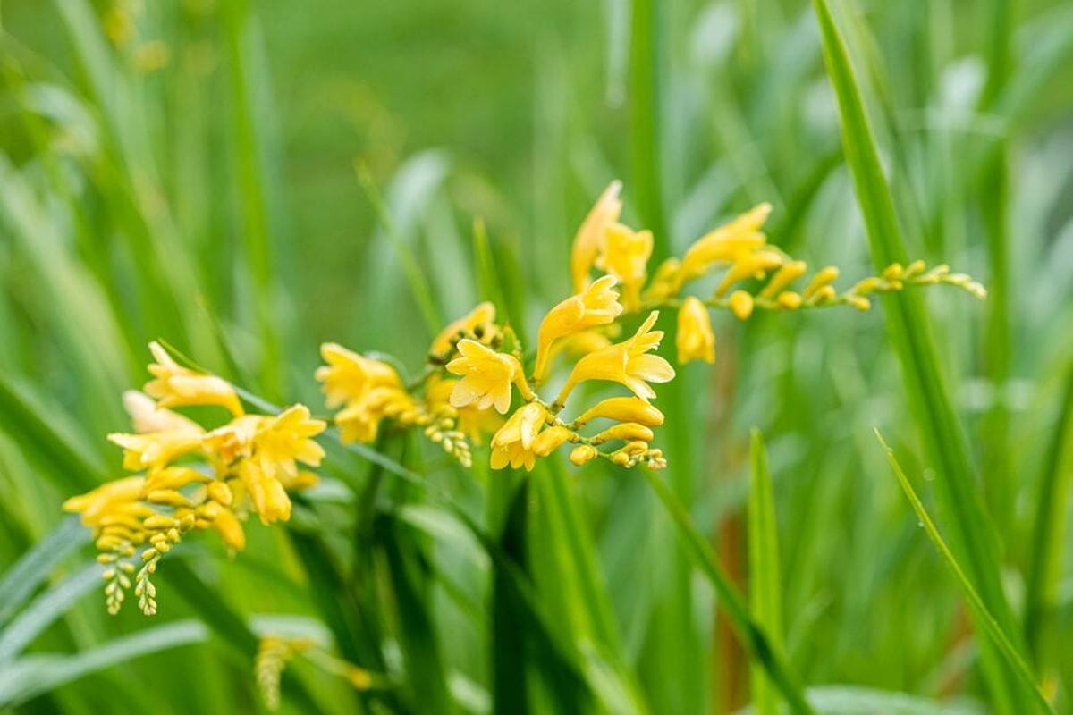 Citrónová šťáva na listy: proč lékaři zahrad ji skrývají - image 1
