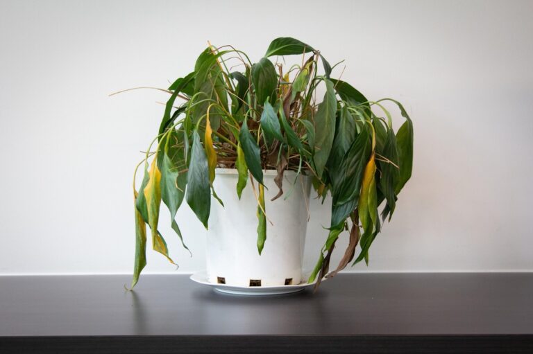 Co říkají květináři o problému, který ničí 60 procent pokojových rostlin