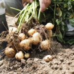 Co vám prozradí zemědělci o správném čase na sklizeň brambor