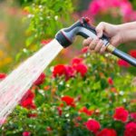 Co vám skrývají prodejci květin o pravidelném zalévání létem