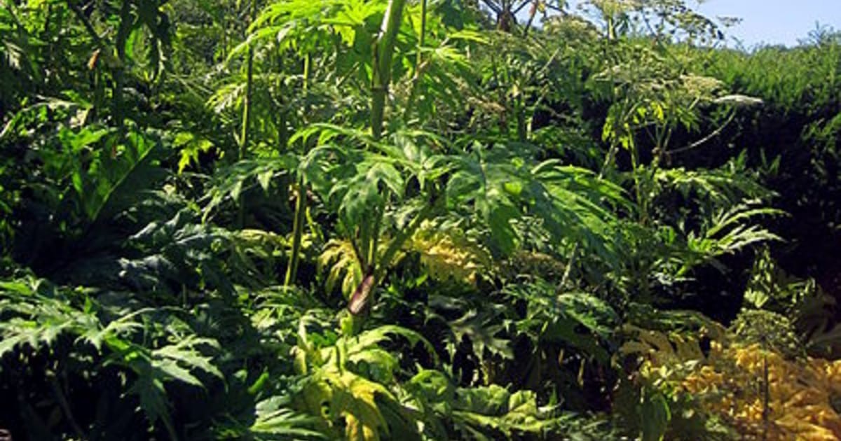 Co zemědělci nikdy neztráví: proč se zdraví zahradníci chráníme před jedovatými rostlinami - image 1