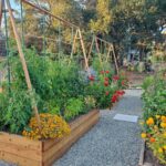 Dřevěné špejle a gázový obálka: DIY klec pro rajčata za desetinu ceny