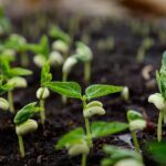 Fenologové vám říkají: kdy přesně sejít fazole v Čechách