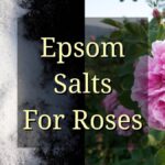 Floralisté prozrazují: proč používat sůl na kořeny růží